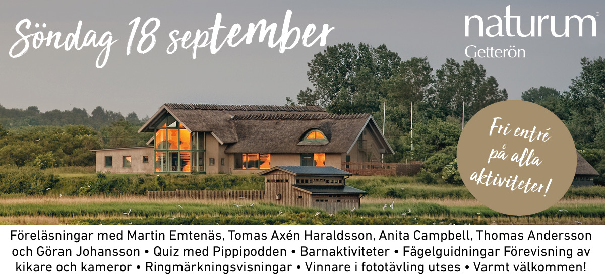 Folk och fåglar med aktiviteter